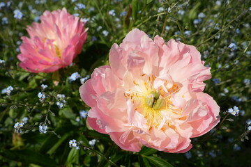 Beautiful pink and yellow Garden Peony, Paeonia Lactiflora with blue Alpine Forget-me-nots, Myosotis Alpestris.