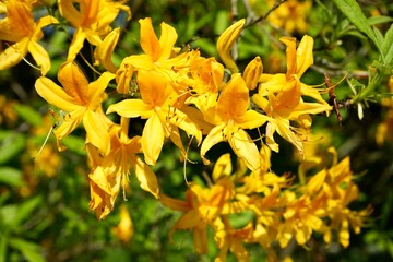 Beautiful Yellow Azalea, Rhododendron Luteum, in the summer sunshine. 