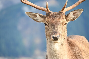 Deer Park Heights Queenstown in New Zealand
