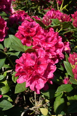 Fototapeta premium Stunning pink Rhododendron in the Kent sunshine. with greenery behind.