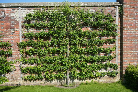 Stunning climbing Chinese Pear Plant, Pyrus Pyrifolia,  in the sunshine. 