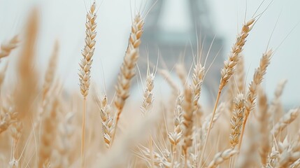 Fototapeta premium Golden Wheat Field With the Eiffel Tower in the Background