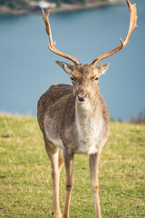 Deer Park Heights Queenstown in New Zealand
