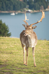 Deer Park Heights Queenstown in New Zealand
