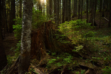 mystical forest with beautiful lights