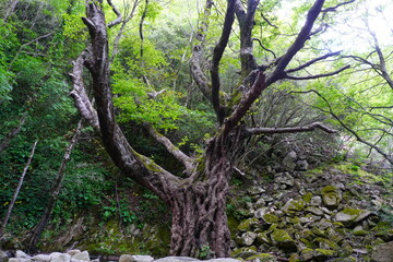 Large and old trees. Centennial tree with a large trunk and large roots.