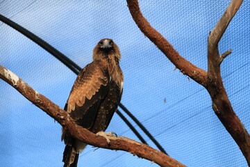 tailed hawk perched