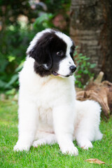 Landseer Welpe sitzt im Garten