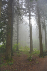 Obraz premium Fog in a green forest