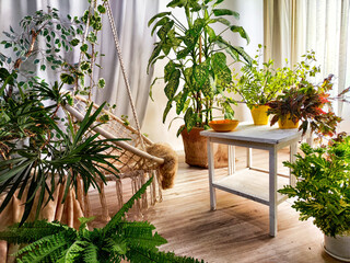 A modern cozy beautiful room with a braided rope macrame chair, green plants and a window with...