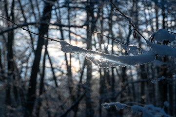Fototapeta premium Small snow-covered branches in the evening light