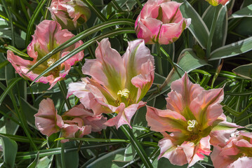 Exotic white-pink tulips China Town in a park in Holland. Flowers for gardens and parks