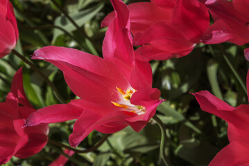 Fototapeta premium Exotic bright pink tulips Purple Doll in a park in Holland. Close up