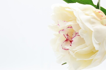白背景の開花した白いシャクヤクの切り花