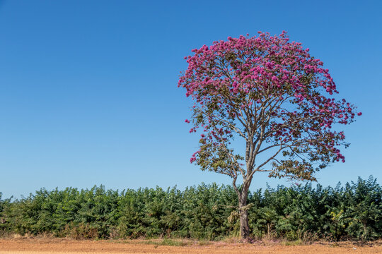 รูปภาพChonta – เลือกดูภาพถ่ายสต็อก เวกเตอร์ และวิดีโอ304 | Adobe Stock