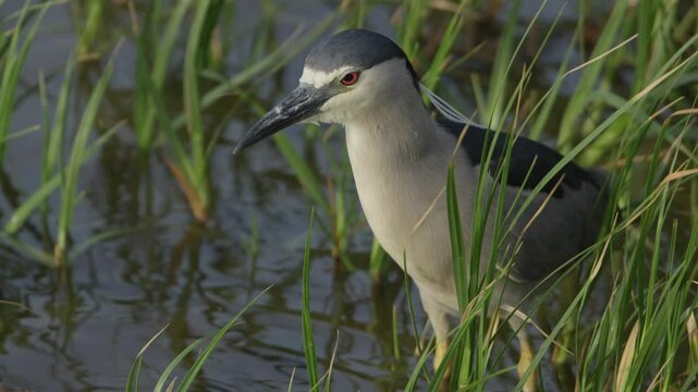 Kwak bird sits still among tall grass blowing strong in wind as white tail feathers sway off back of head