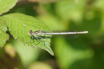 Female white-legged damselfly or blue featherleg (Platycnemis pennipes), family Platycnemididae on...