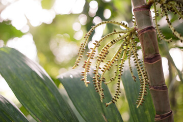 Tropical unique plant with greenery and bamboo