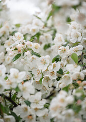 Close up of white blossoms on plum tree branches on spring day.