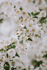 Close up of white blossoms on plum tree branches on spring day.
