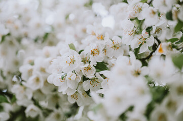 Close up of white blossoms on plum tree branches on spring day.