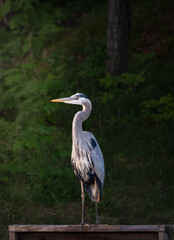 Close up of great blue heron bird standing on dock in front of trees.