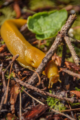 Yellow banana slug crawling on forest floor amidst twigs and leaves.