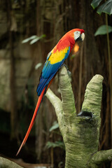 Colorful macaw perched on a branch in a lush, tropical environment.