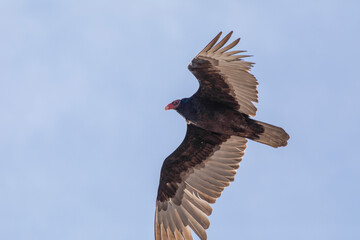 A condor soars in the air above against light blue sky