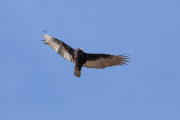 A condor soars in the air above against solid blue sky