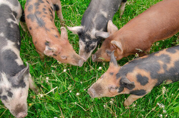 Fototapeta premium Orange black piglets grazing on green grass, viewed from above