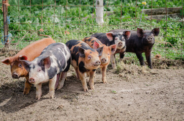 Berkshire piglets standing in a pen with green grass in the background © Cavan