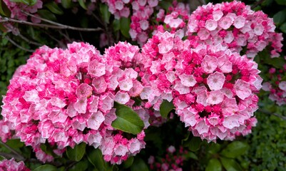 Kalmia latifolia or Mountain Laurel