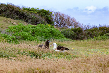 Adult and young albatross resting in a grassy field.
