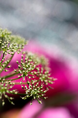 close up of small white and green blossoms with pink flowers in the background