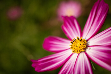 Fototapeta premium Up close bright pink flower
