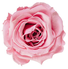 pink rose in transparent background high quality PNG 