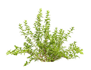 Obraz premium Tropical plant grass bush green shrub tree isolated on white background with clipping path.