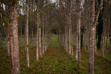 Obraz premium Row of symmetrical trees in Spain