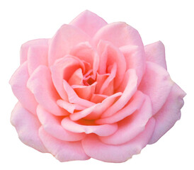 pink rose flower in transparent background high quality PNG 