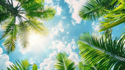 Fototapeta premium A sunny tropical background with palm trees and a blue sky. A view from below,