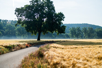 Lonely tree in a field of ripe wheat