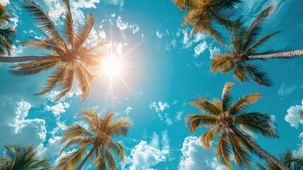 Naklejka premium A sunny tropical background with palm trees and a blue sky. A view from below,