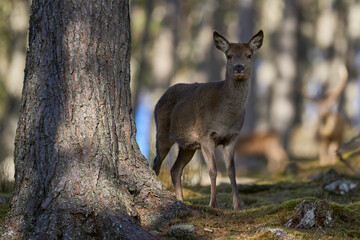 Red Deer hind (Cervus elaphus) standing amongst trees in a pine woodland in the highlands of Scotland, United Kingdom.