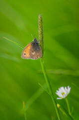 The small heath sitting on a blade of grass