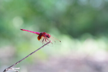 Dragonflies found in the forest.