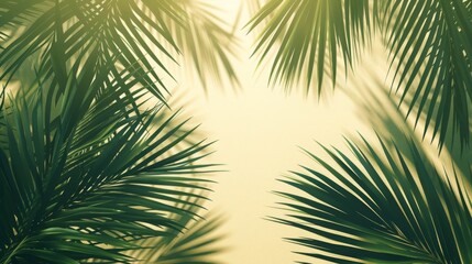 Obraz premium Palm leaf shadow background, copy and text space, 16:9