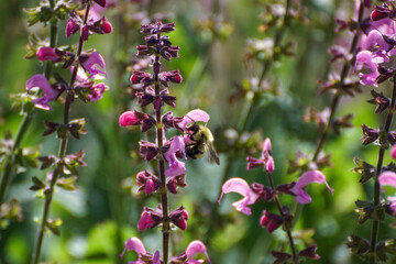 Bee gathering nectar from purple flowers
