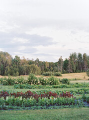 Vertical image of rows of vegetable gardens in Minnesota