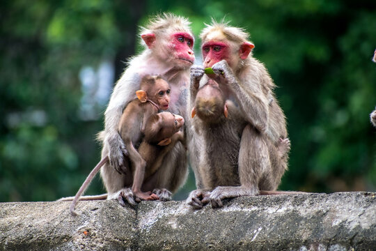 Monkey World in Courtallam, Tamil Nadu, India